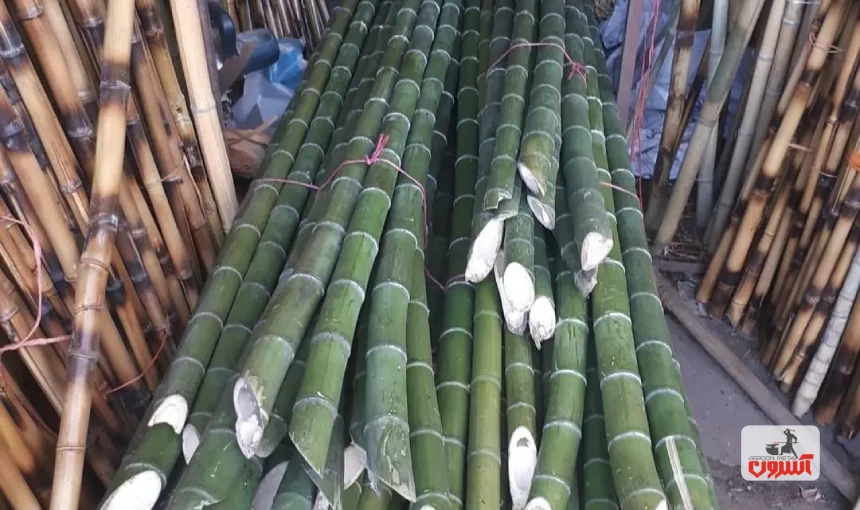 استفاده از نی به عنوان مصالح ساختمانی هوشمند